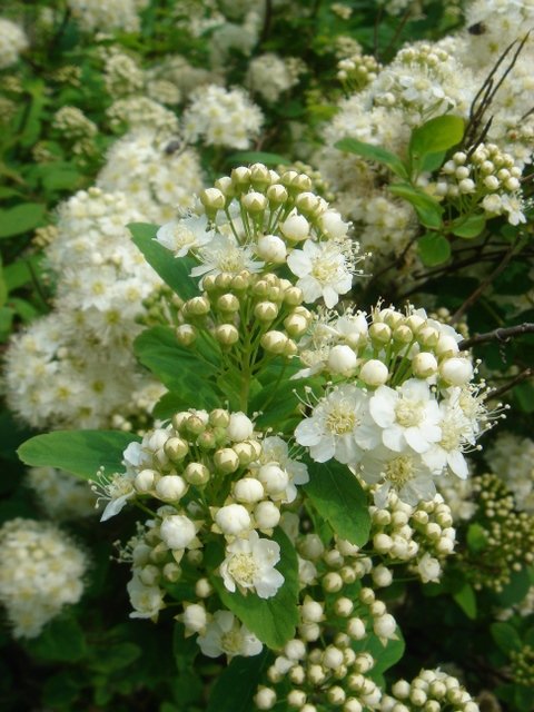 Spiraea betulifolia P2B P7 P12